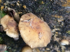 Armillaria limonea