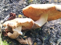 Armillaria limonea