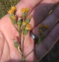 Senecio aronicoides