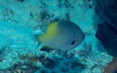 Pomacentrus nigromanus