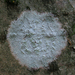 Blemished Lichens - Photo (c) Kari Pihlaviita, some rights reserved (CC BY-NC)