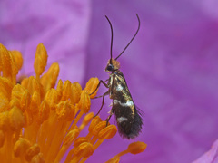Micropterix imperfectella