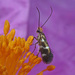 Micropterix imperfectella - Photo (c) Felix Riegel, algunos derechos reservados (CC BY-NC), subido por Felix Riegel