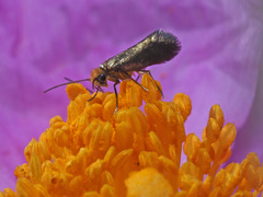 Micropterix imperfectella
