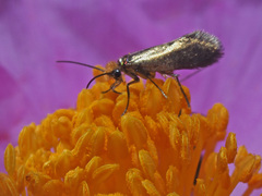 Micropterix imperfectella