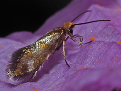 Micropterix granatensis