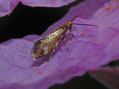 Micropterix granatensis