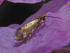 Micropterix granatensis