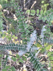 Astragalus trichopodus