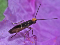 Micropterix imperfectella