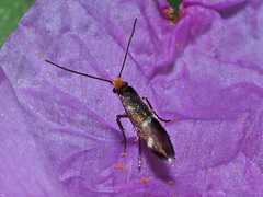 Micropterix imperfectella