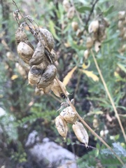 Astragalus trichopodus