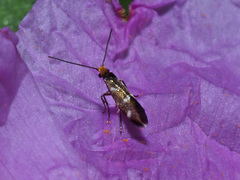 Micropterix imperfectella
