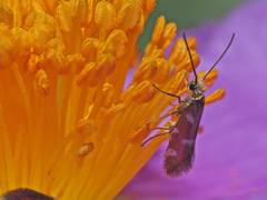 Micropterix imperfectella