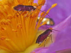 Micropterix imperfectella