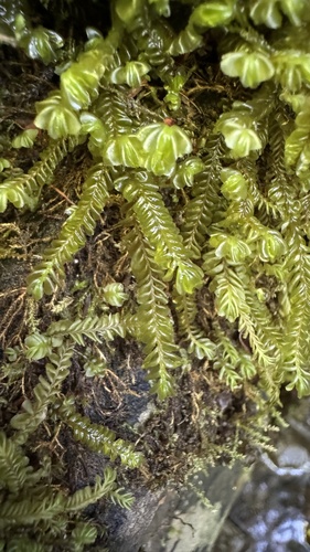 papraďovka uchatkovitá (Plagiochila porelloides)