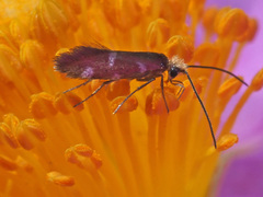 Micropterix imperfectella