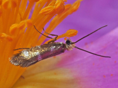 Micropterix imperfectella