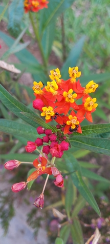 tropical milkweed