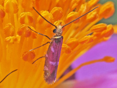 Micropterix imperfectella