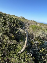 coastal rosemary (Robsonodendron maritimum)