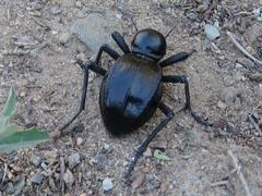Moluris gibba