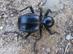 Moluris gibba