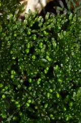 Hymenophyllum flexuosum