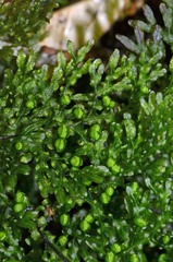 Hymenophyllum flexuosum