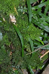 Hymenophyllum flexuosum