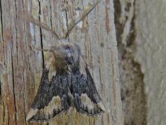 Drepanogynis anthracinata