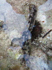 Holothuria impatiens