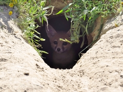 Vulpes macrotis mutica