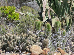 Tephrocactus articulatus