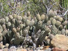 Tephrocactus articulatus