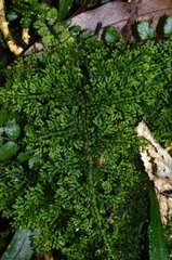 Hymenophyllum flexuosum