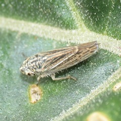 Amphigonalia severini