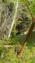 Cyrtacanthacridini