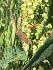 Enoplops disciger