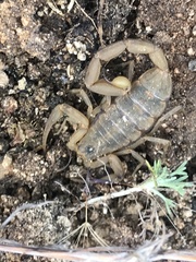 Centruroides exilicauda