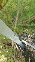 Cyrtacanthacridini