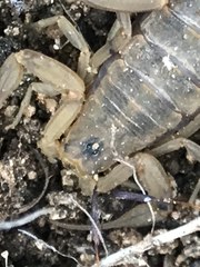 Centruroides exilicauda