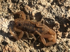 Centruroides exilicauda