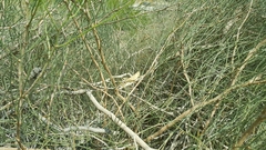 Schistocerca gregaria