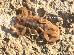 Centruroides exilicauda