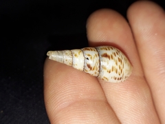 Thiaridae