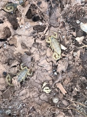 Centruroides exilicauda