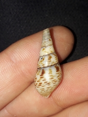 Thiaridae