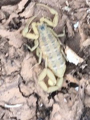 Centruroides exilicauda