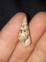 Thiaridae